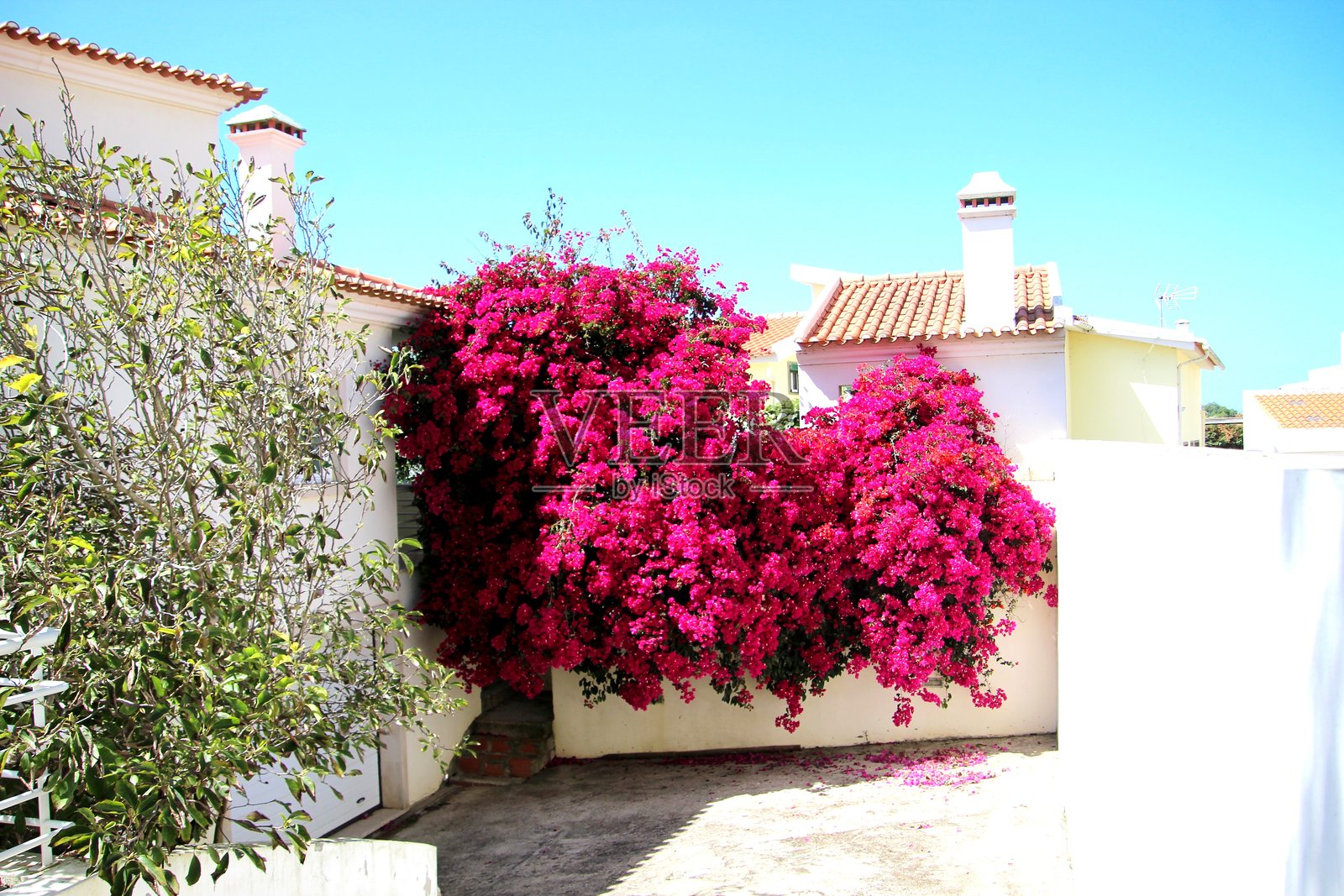 春天的花植物-三角梅照片摄影图片