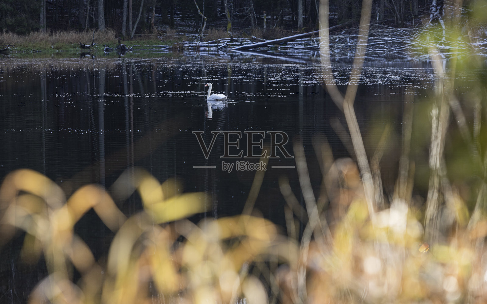 秋天平静的天气里，森林湖上沉默的天鹅。照片摄影图片