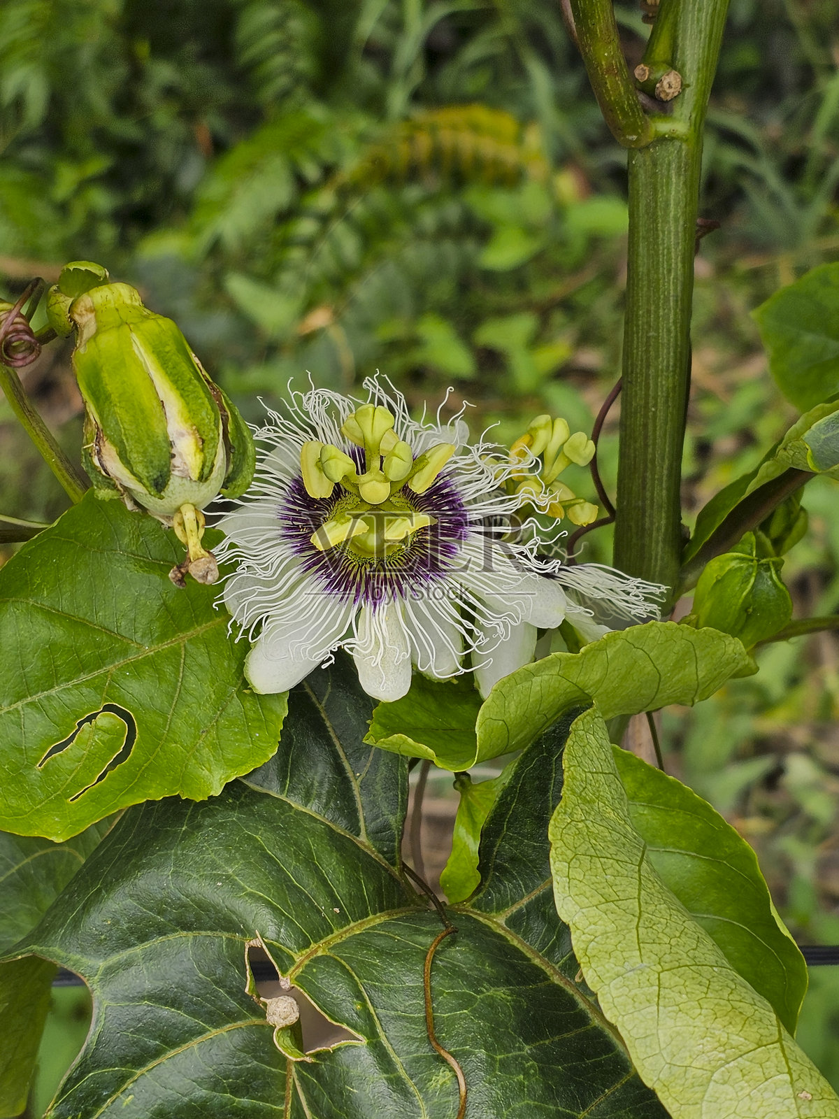 百香果照片摄影图片