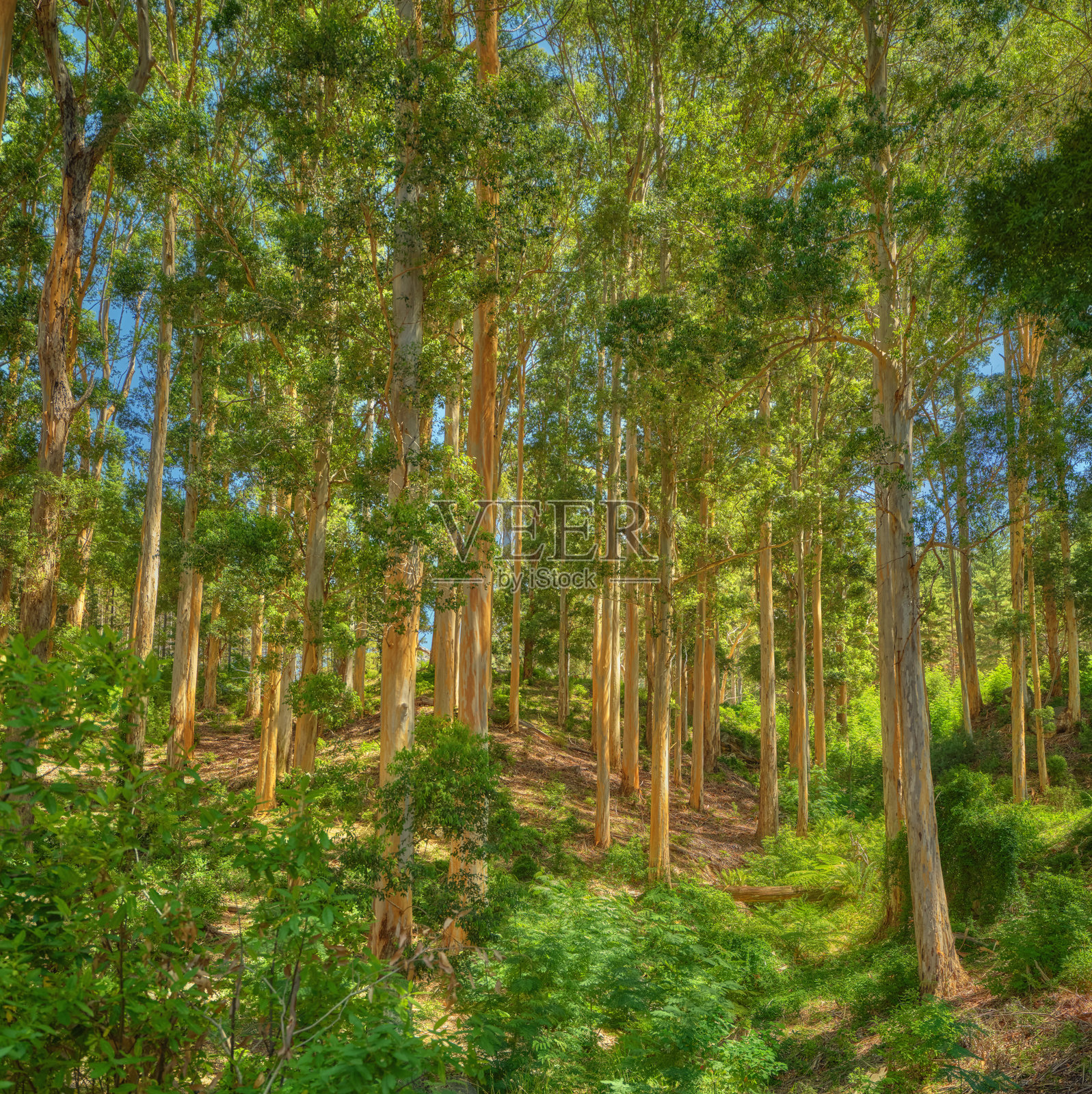 开普敦桌山周围的森林树木的照片照片摄影图片