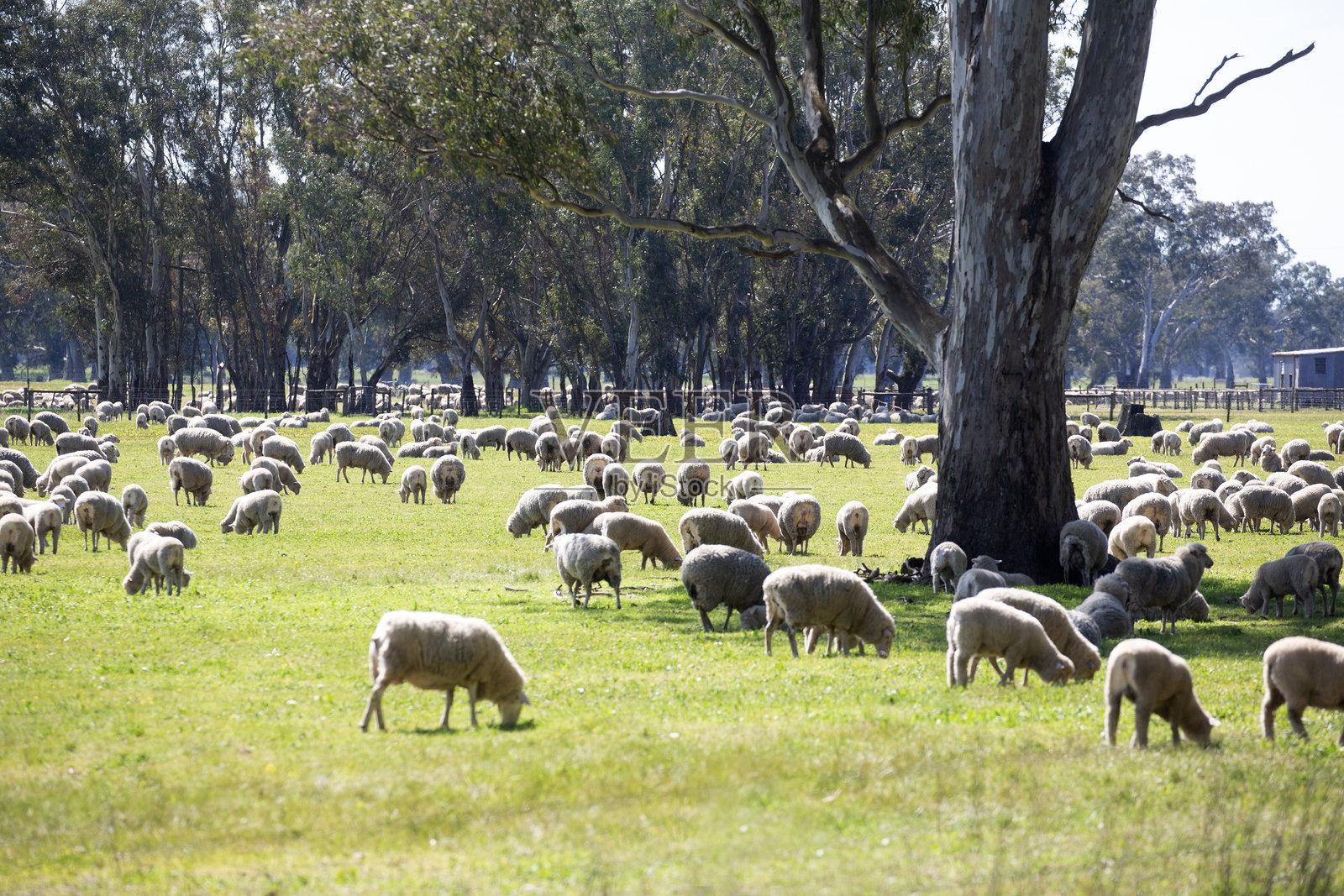 澳大利亚维多利亚州吉朗区羊照片摄影图片