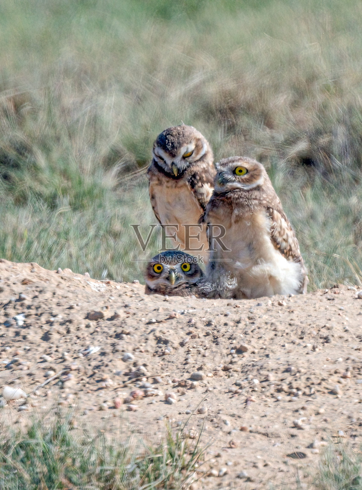 科罗拉多中部靠近科罗拉多斯普林斯的筑巢洞旁的穴居猫头鹰照片摄影图片