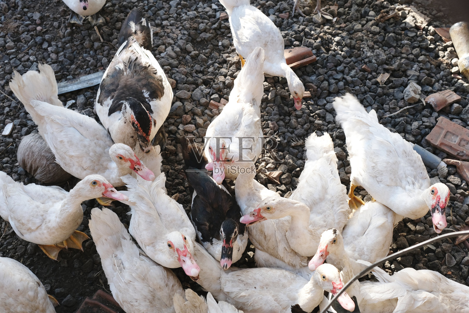 后院农场里的一群鹅照片摄影图片