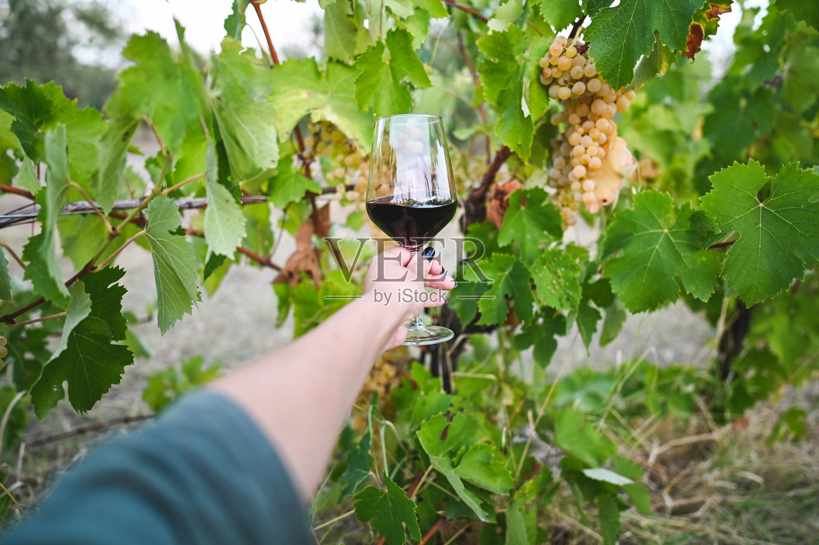 在葡萄园里喝葡萄酒。照片摄影图片