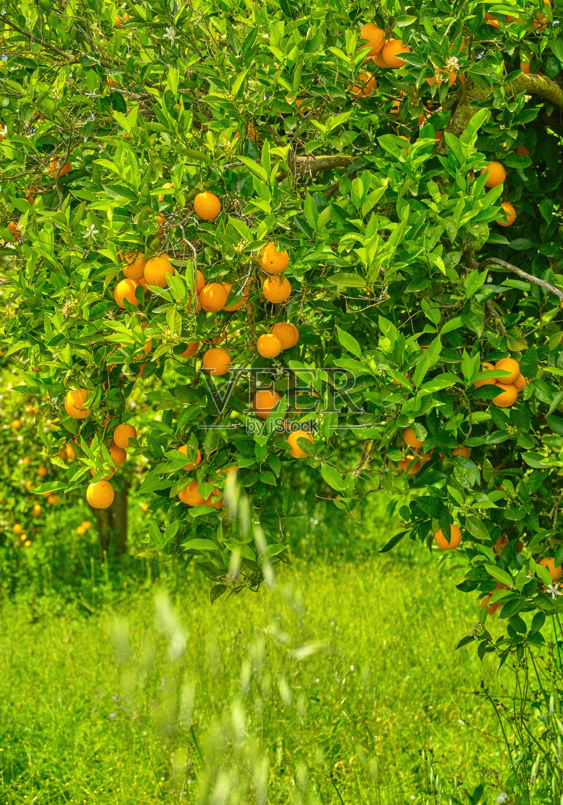 桔子林——有成熟的桔子照片摄影图片