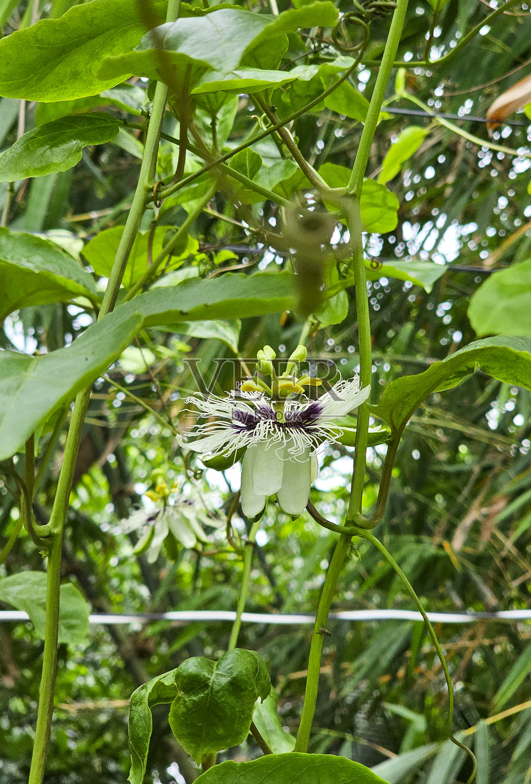 百香果照片摄影图片
