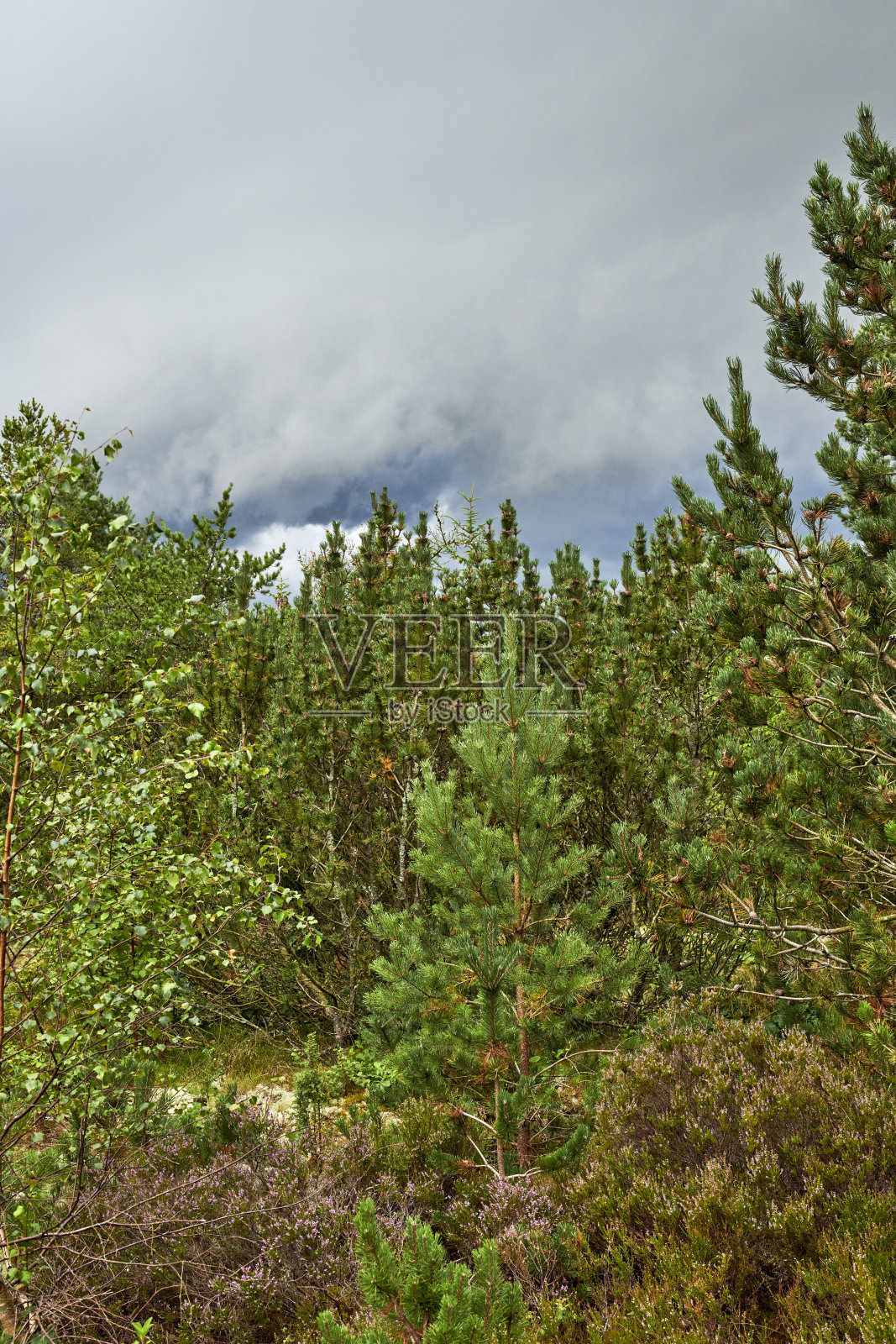 五颜六色的秋叶。橙色和黄色的秋叶。秋天的背景。自然的秋天，在花园森林或公园里有黄色橙色叶子的树木。九月和十月的灵感自然照片摄影图片
