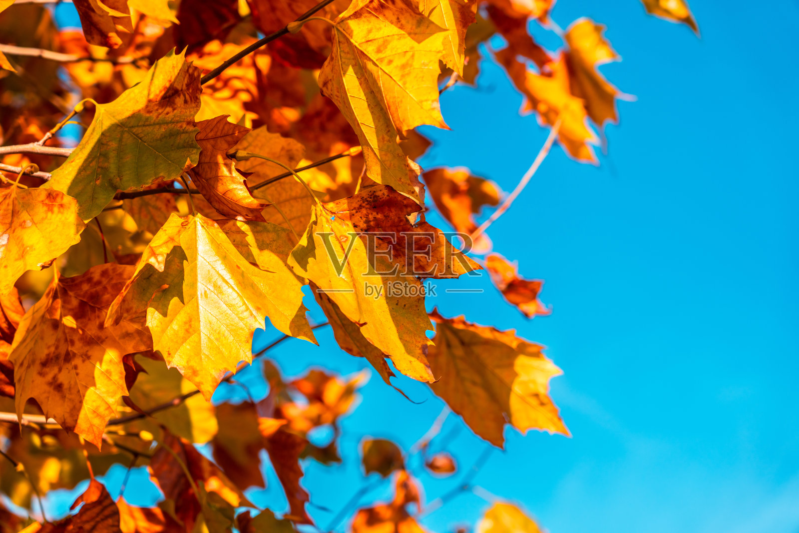 枫叶枝以秋叶为背景照片摄影图片