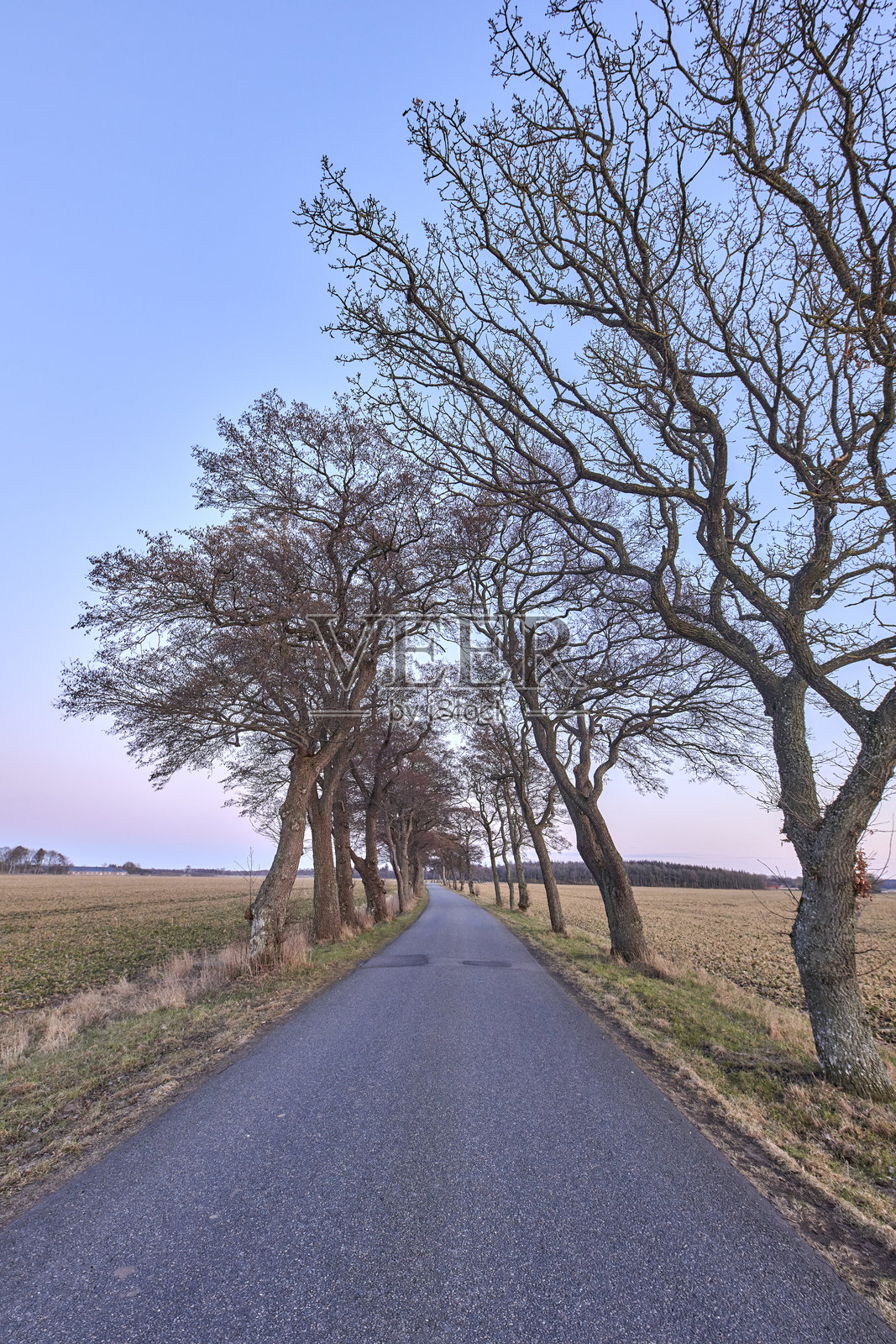 五颜六色的秋叶。橙色和黄色的秋叶。秋天的背景。自然的秋天，在花园森林或公园里有黄色橙色叶子的树木。九月和十月的灵感自然照片摄影图片