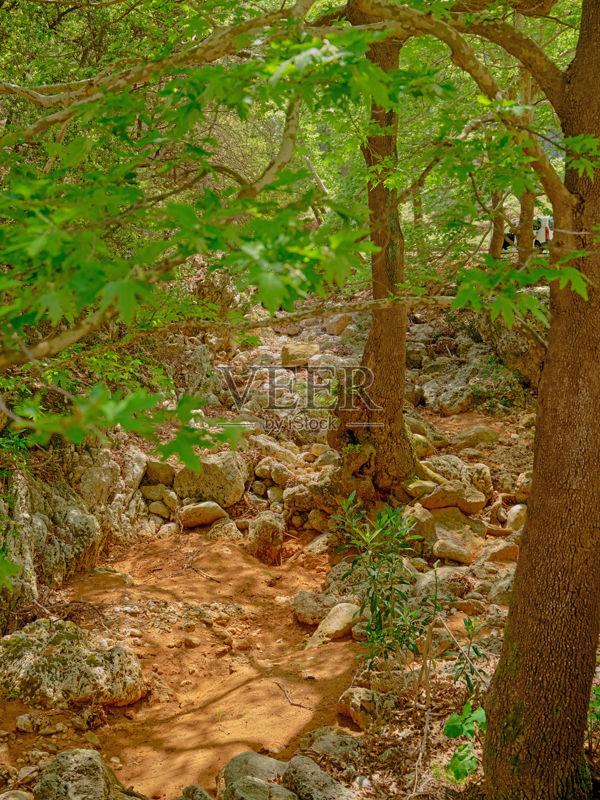 希腊克里特岛上穿过特里索斯峡谷的道路上干涸的河流上的树木和植被照片摄影图片