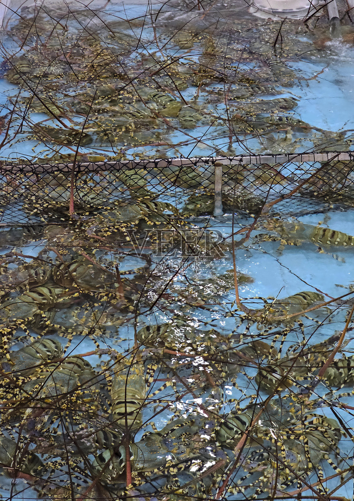 新鲜活龙虾照片摄影图片