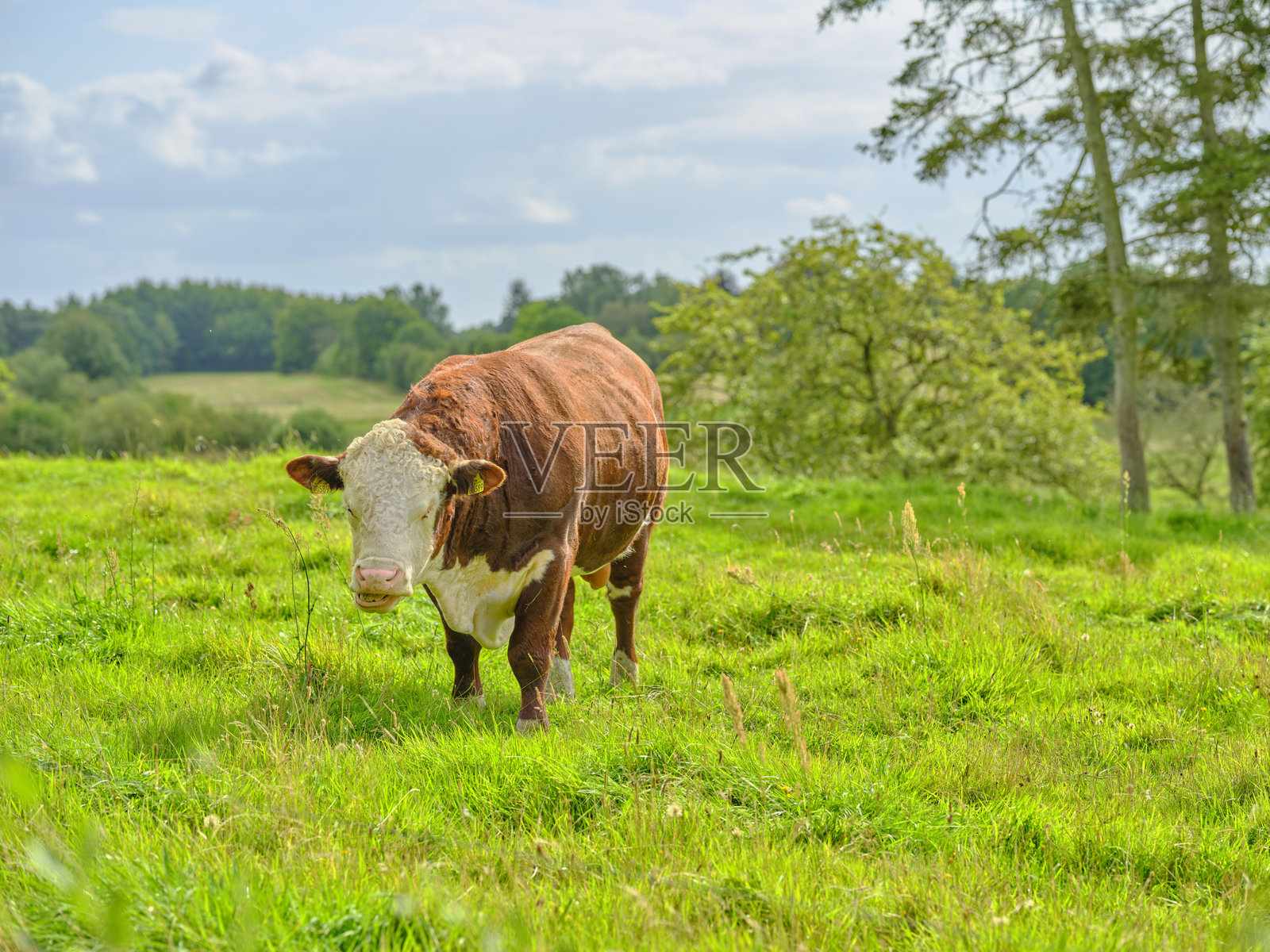 在自然环境中，一头棕白相间的赫里福德牛的肖像照片摄影图片