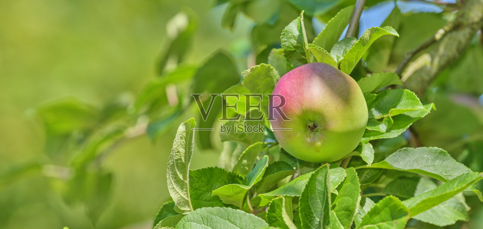 花园里的新鲜苹果照片摄影图片
