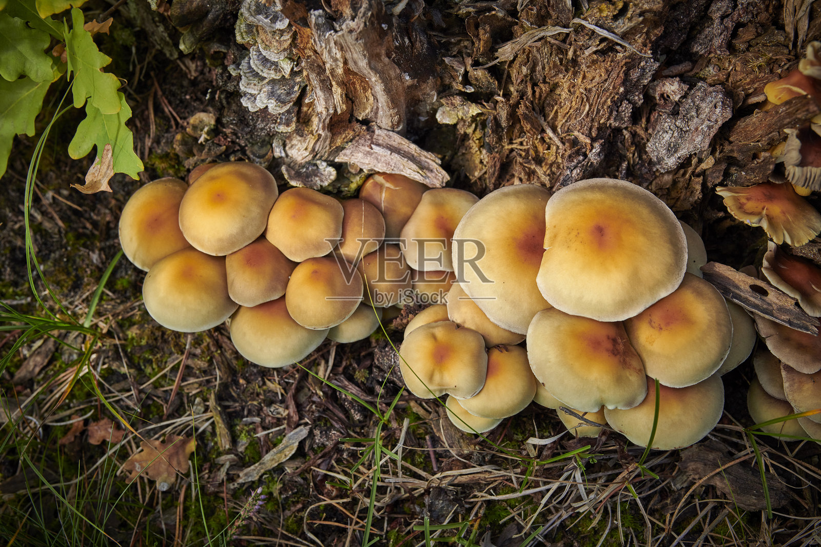 膜胃菌科是木耳目真菌的一个科，具有木耳形和假松露形的子实体。照片摄影图片