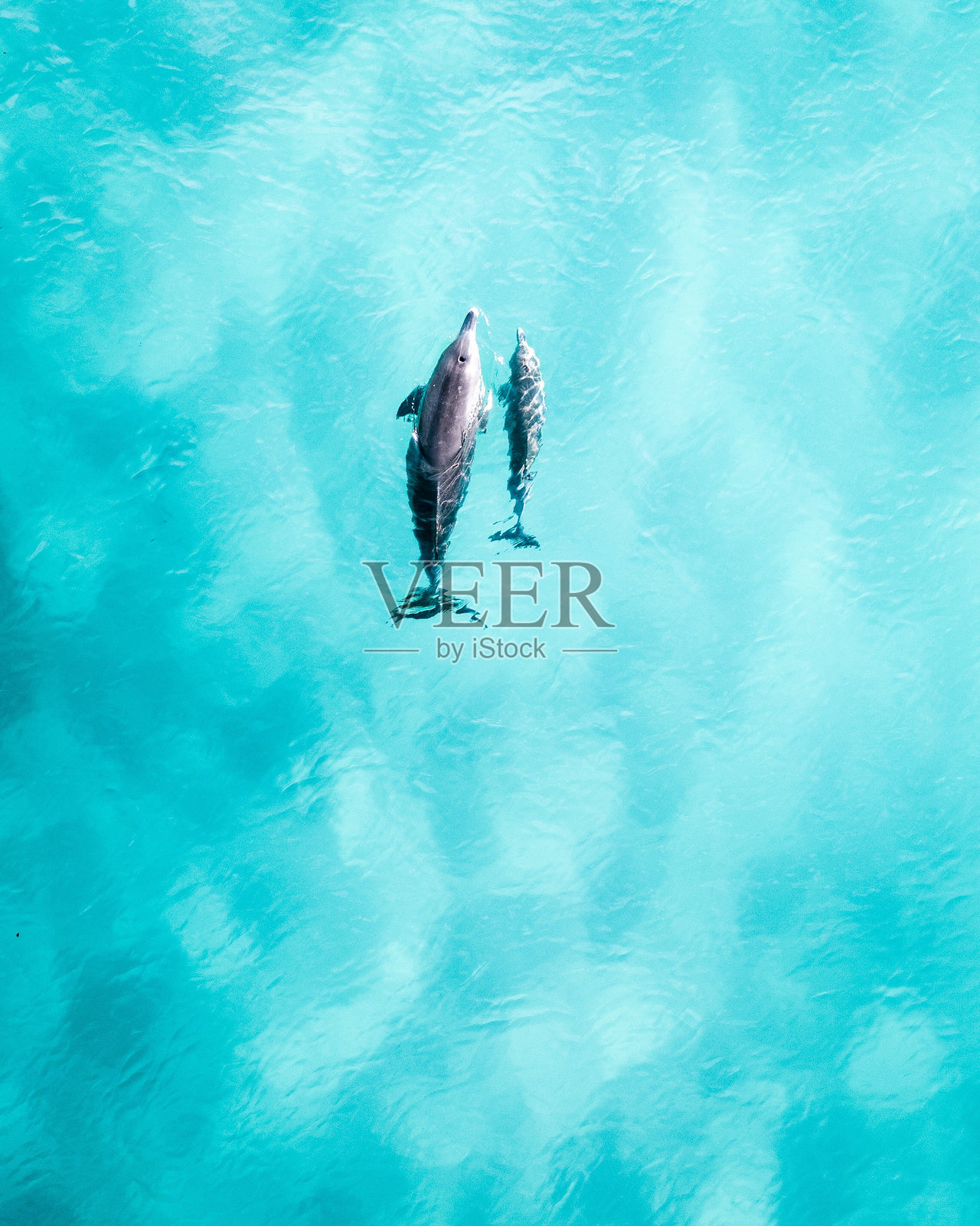 海豚在蓝海中游泳的高视角照片摄影图片