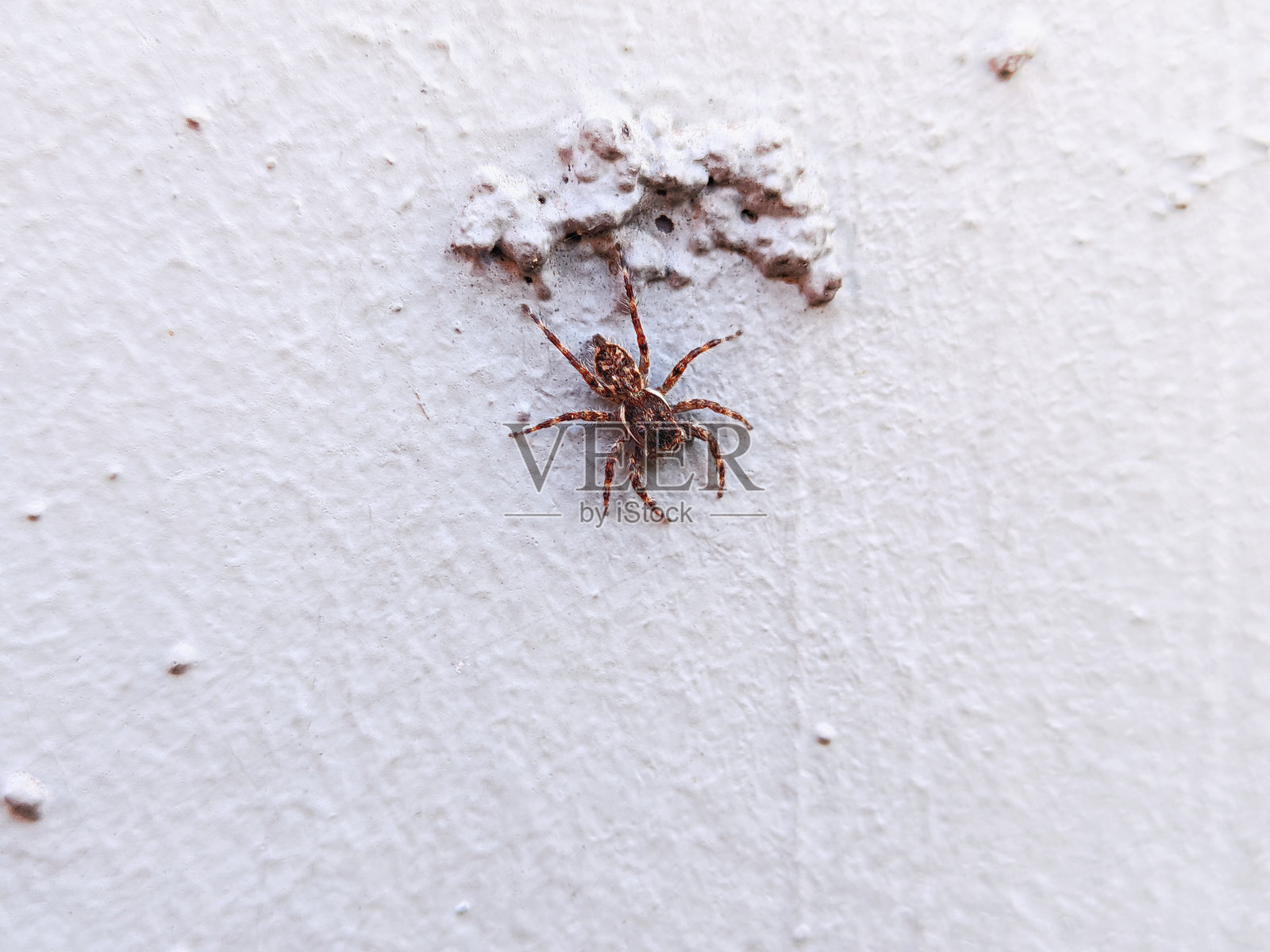 蜘蛛在白墙上的特写照片摄影图片