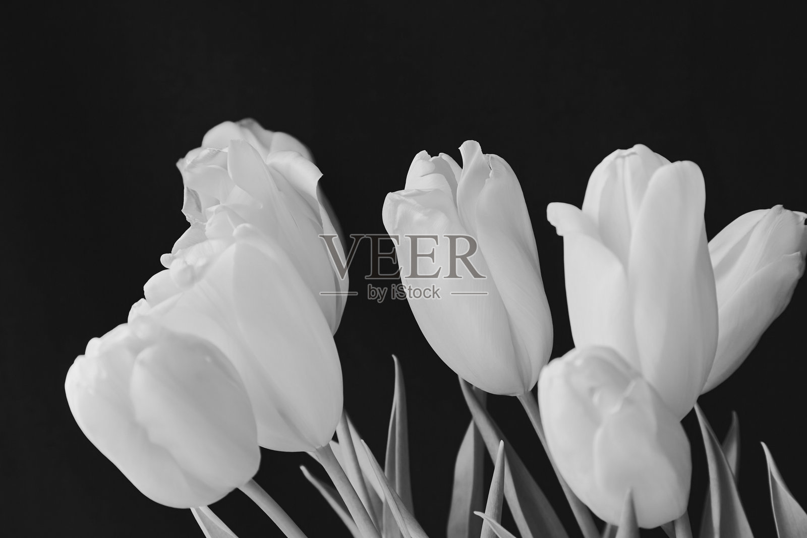 黑色背景上的白色郁金香黑白柔焦拍摄照片摄影图片