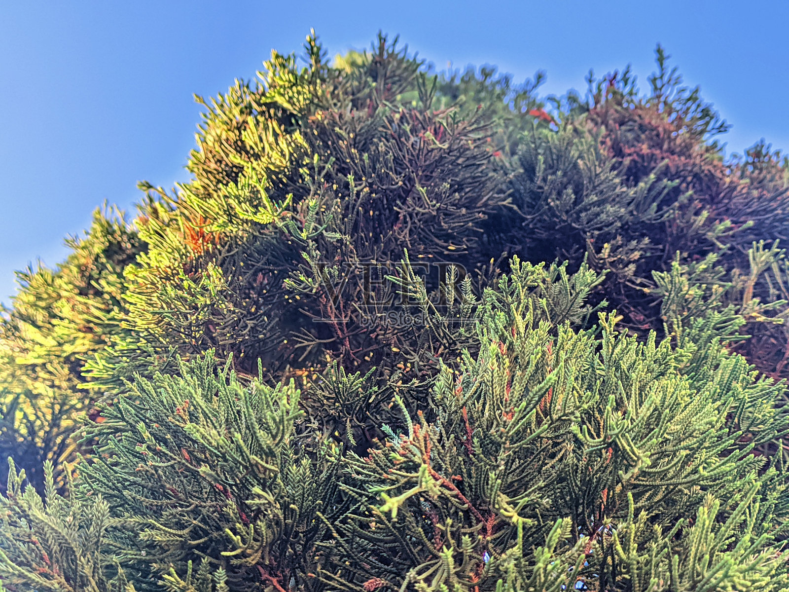 蓝天背景下的松树照片摄影图片