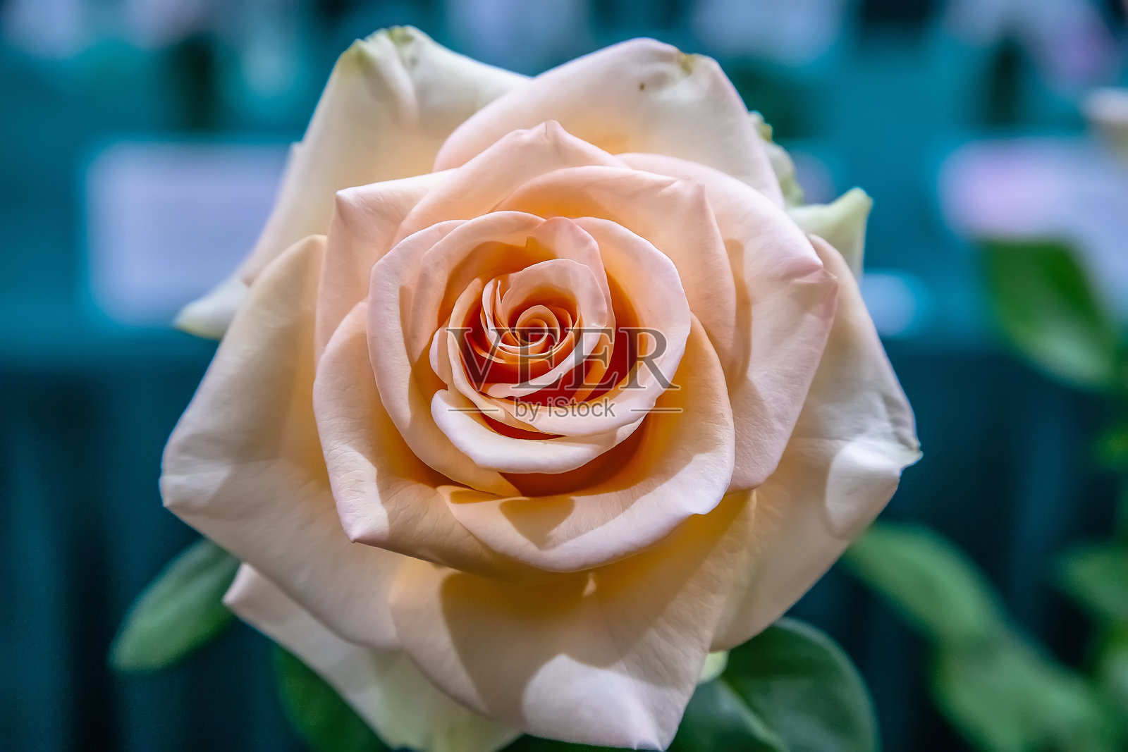 粉色玫瑰，特写，色彩细腻，花美，背景有趣照片摄影图片