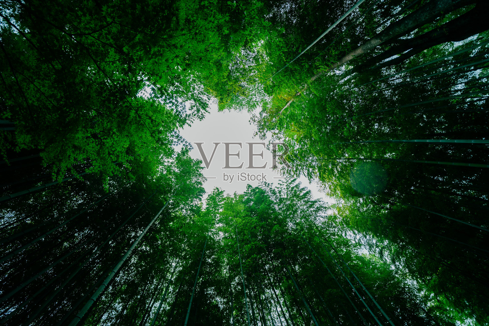 伊豆之旅的风景照片摄影图片