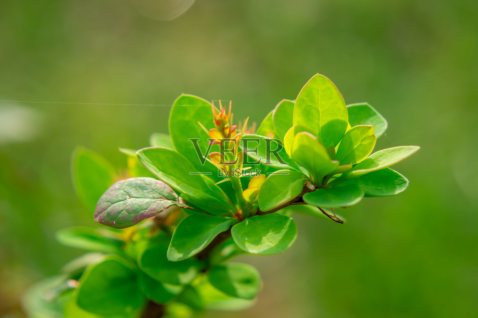 夏天花园里长着叶子的绿灌木叫小檗。适于树篱的灌木照片摄影图片