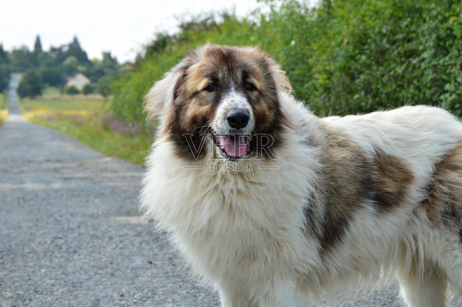 美丽的比利牛斯山狗照片摄影图片