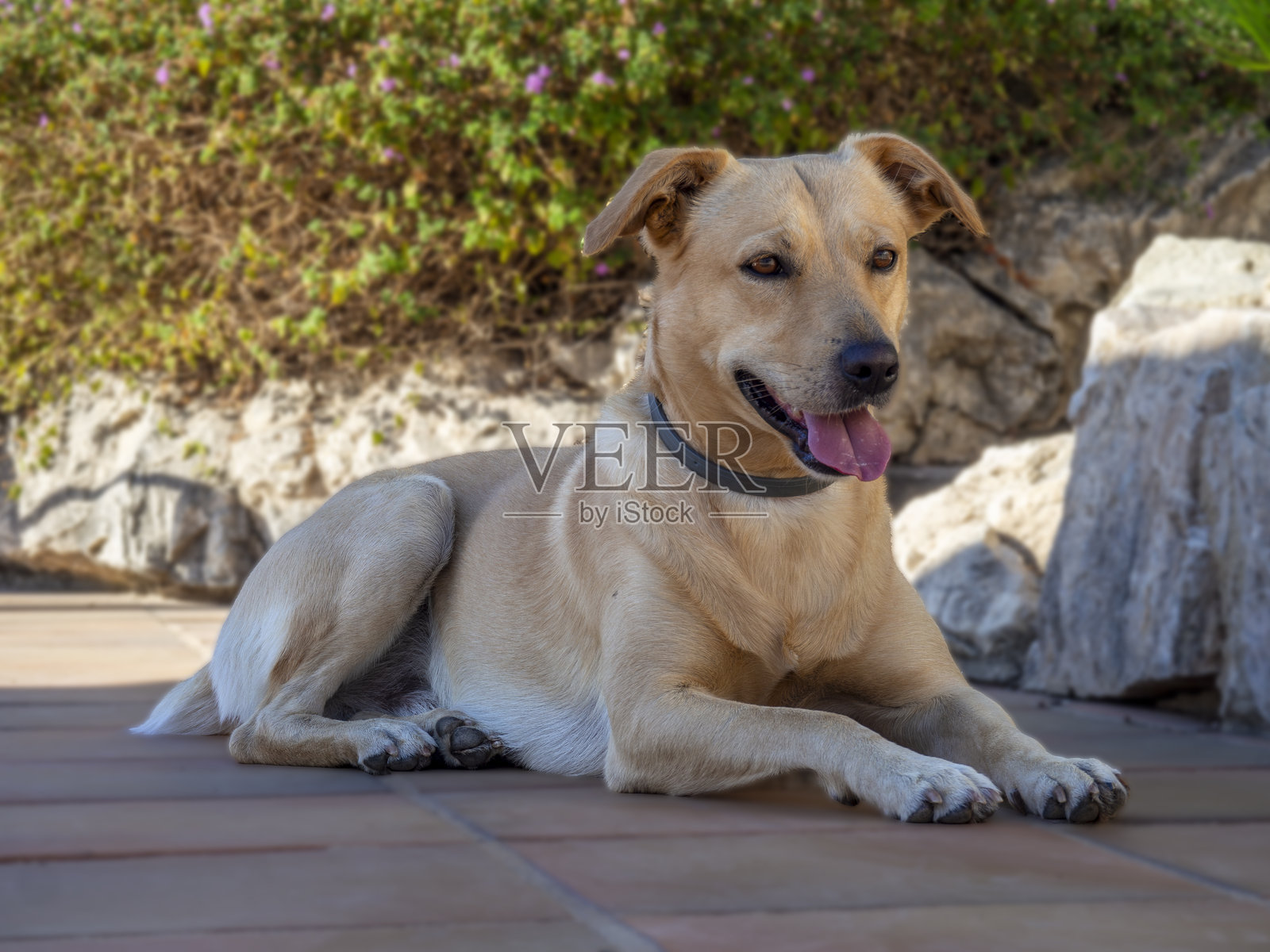 我的狗对玩具很警觉照片摄影图片
