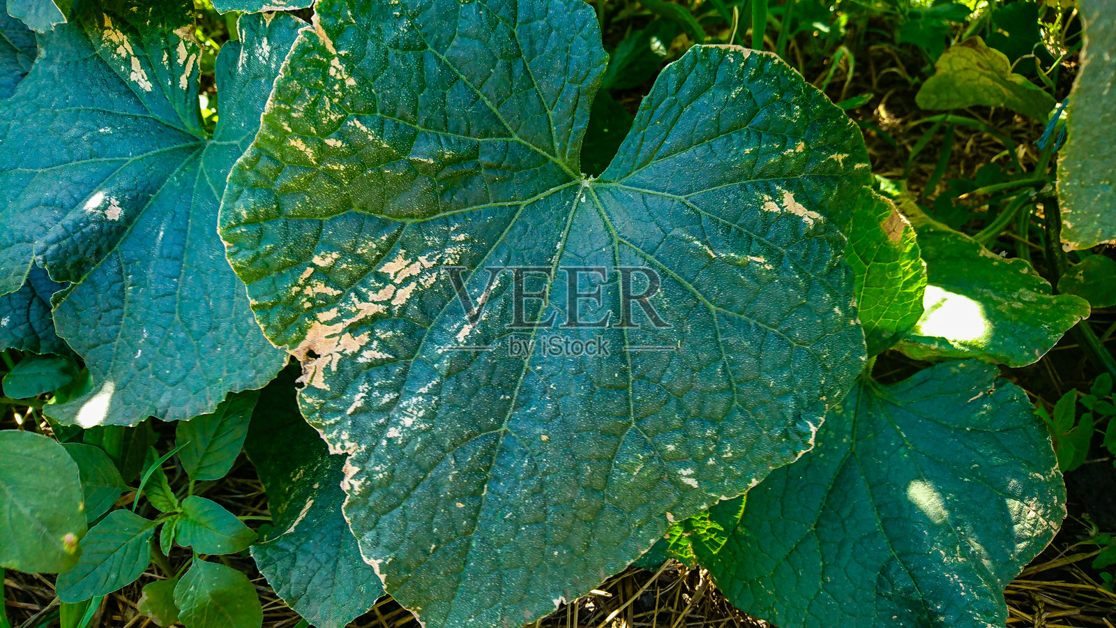 黄瓜黄斑病叶片特写照片摄影图片