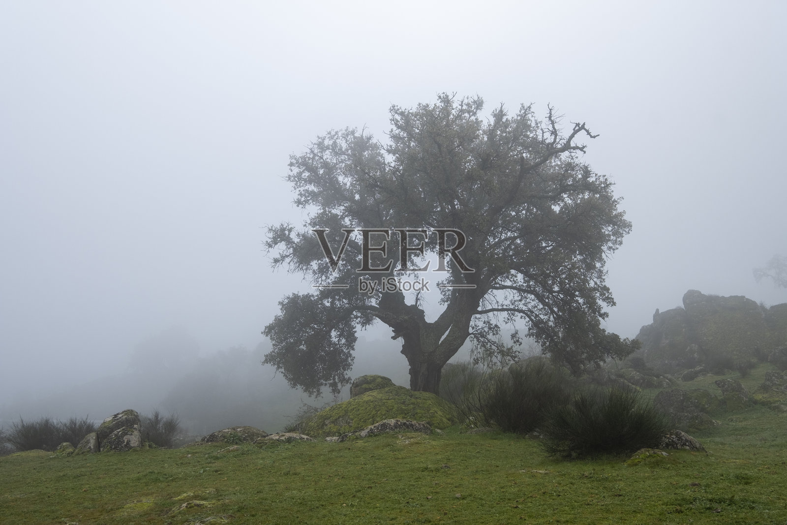 在一个雾蒙蒙的日子里，一棵年轻的老橡树生长在花岗岩之间的灌木丛中。埃斯特雷马杜拉山脉。真实的风景照片摄影图片
