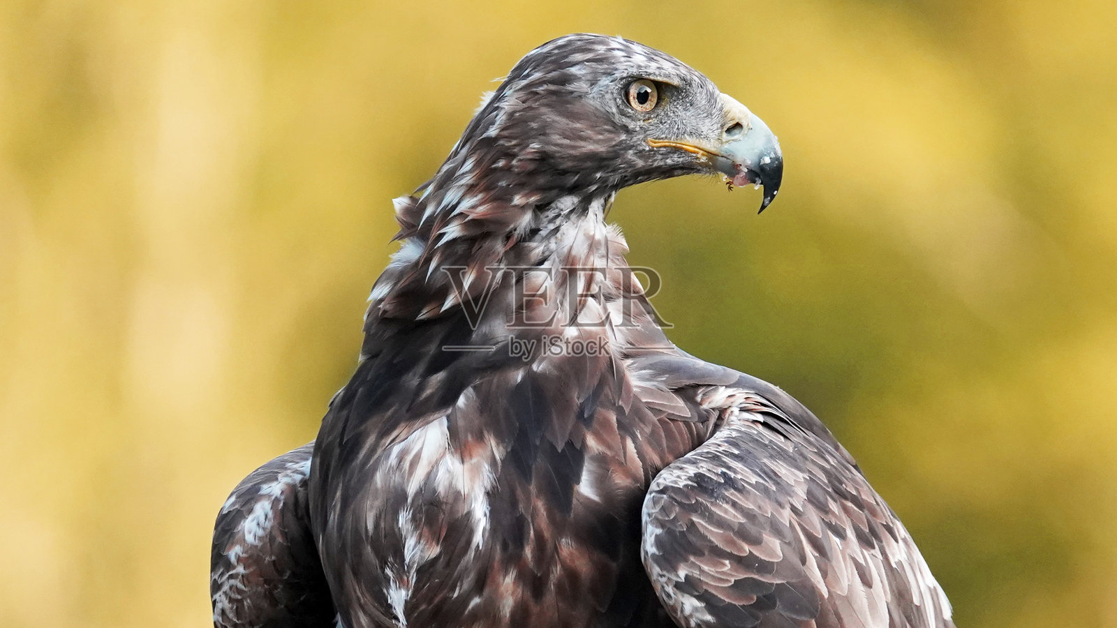 栖息在栖木上的金雕照片摄影图片