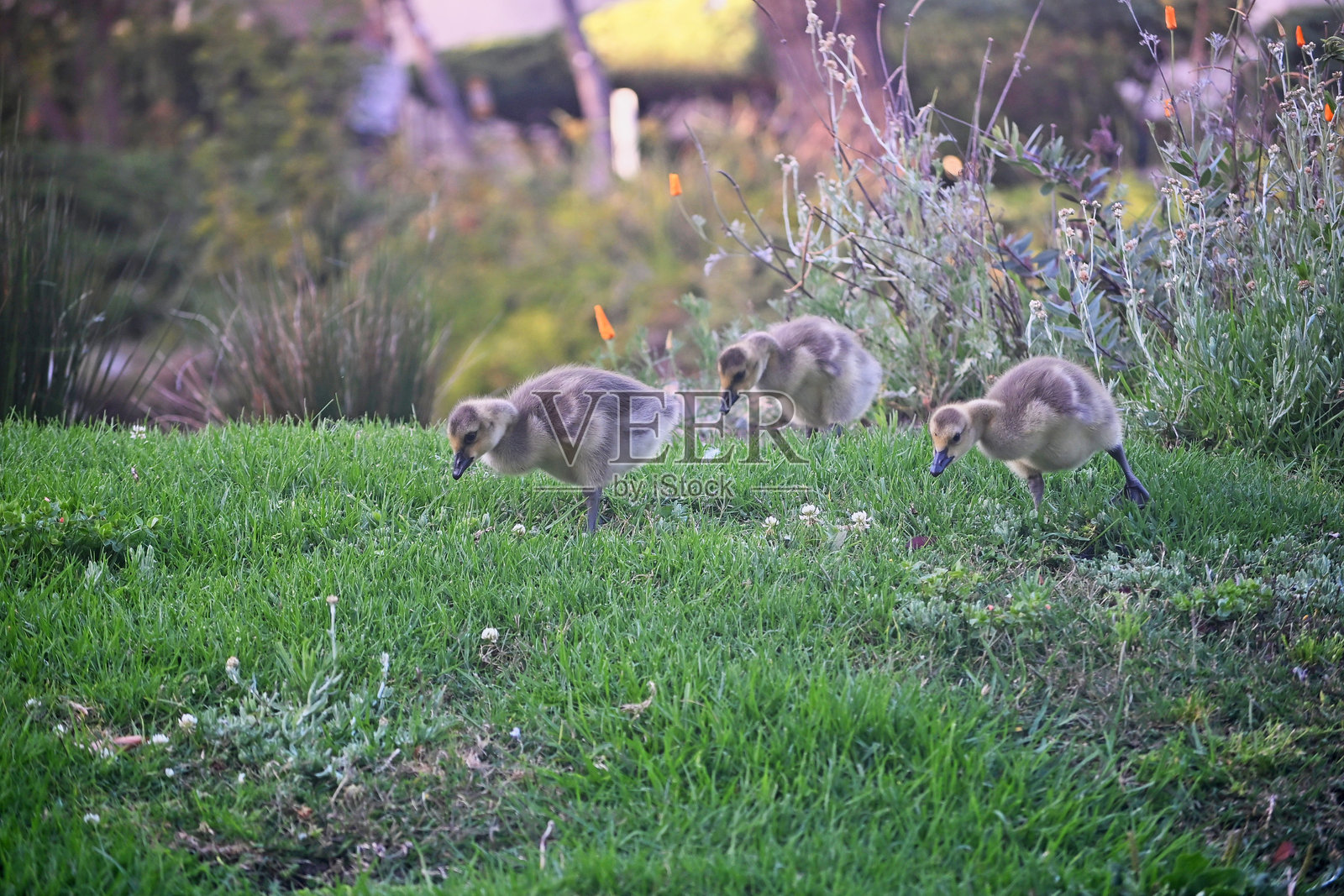 三幼鹅照片摄影图片