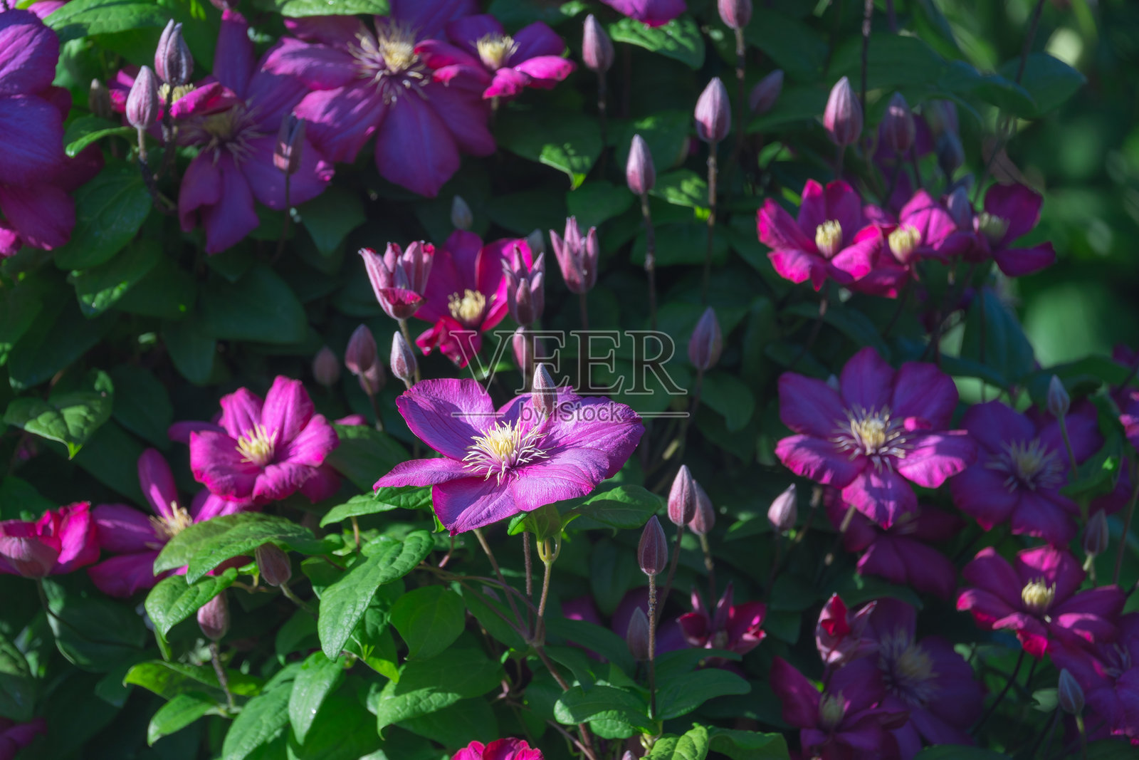 盛开的铁线莲，绿叶在花园的格子上照片摄影图片