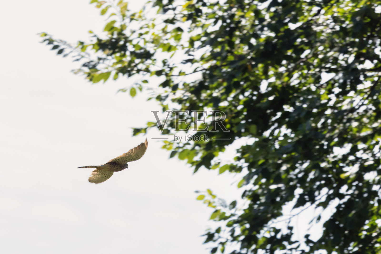 一只正在飞行的红隼。照片摄影图片