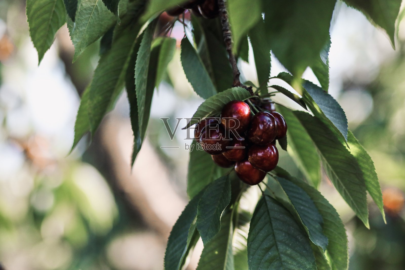 樱桃树照片摄影图片