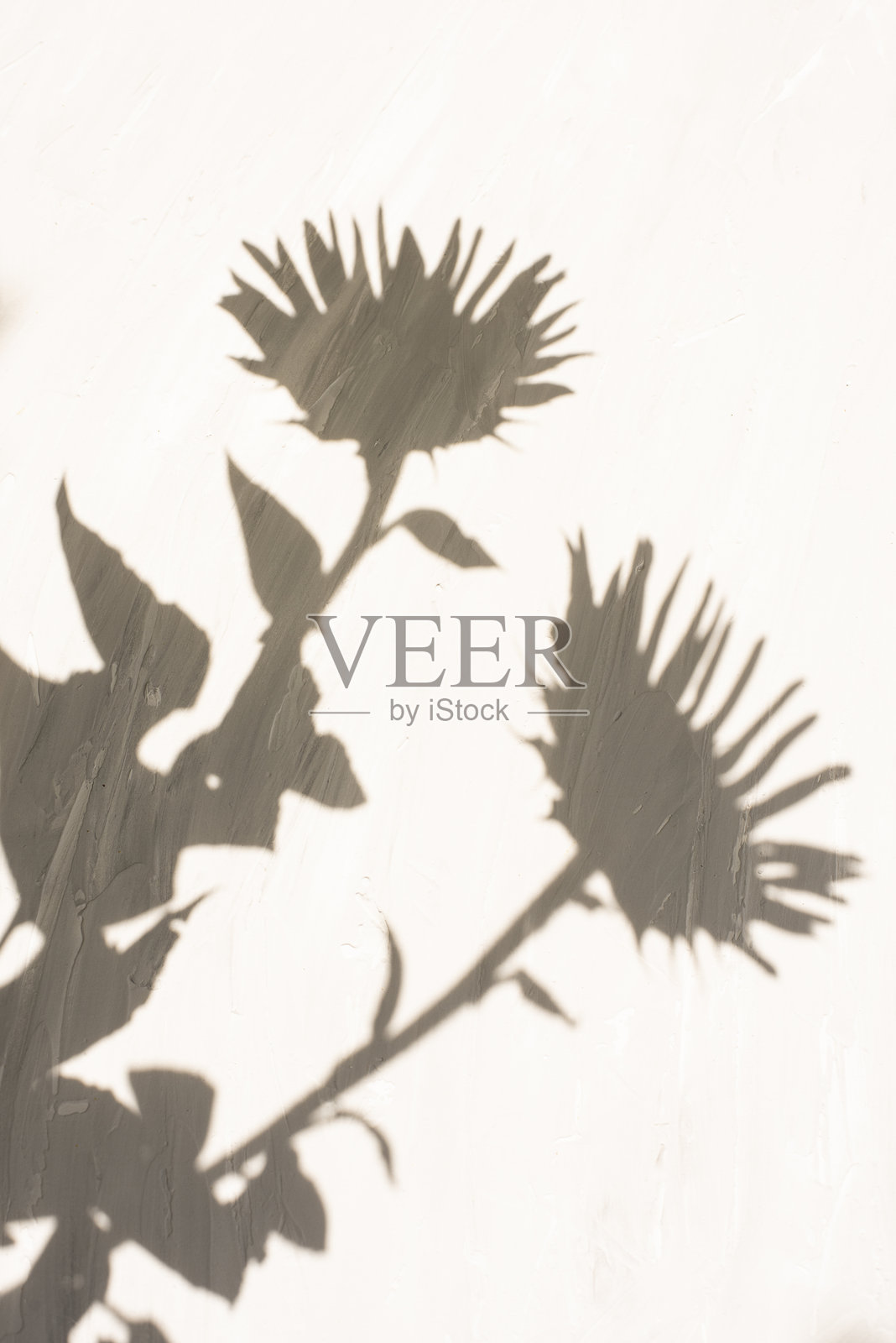 大朵向日葵的影子映在灰色的墙上。光与影的游戏。照片摄影图片