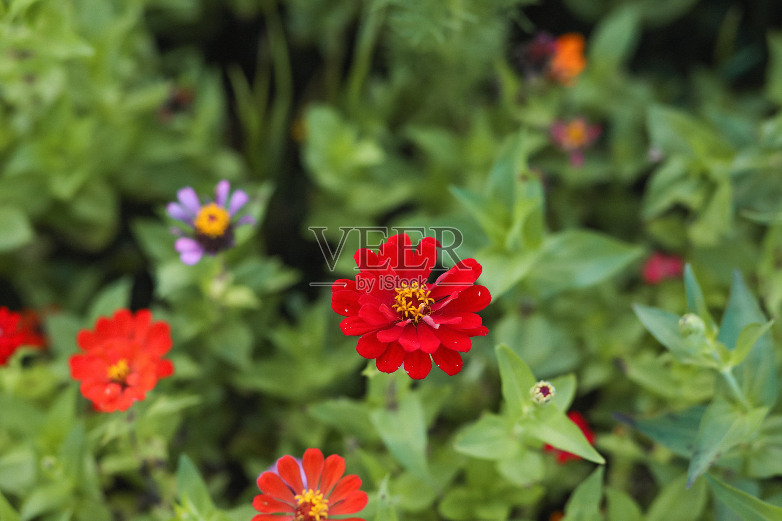 野花领域照片摄影图片