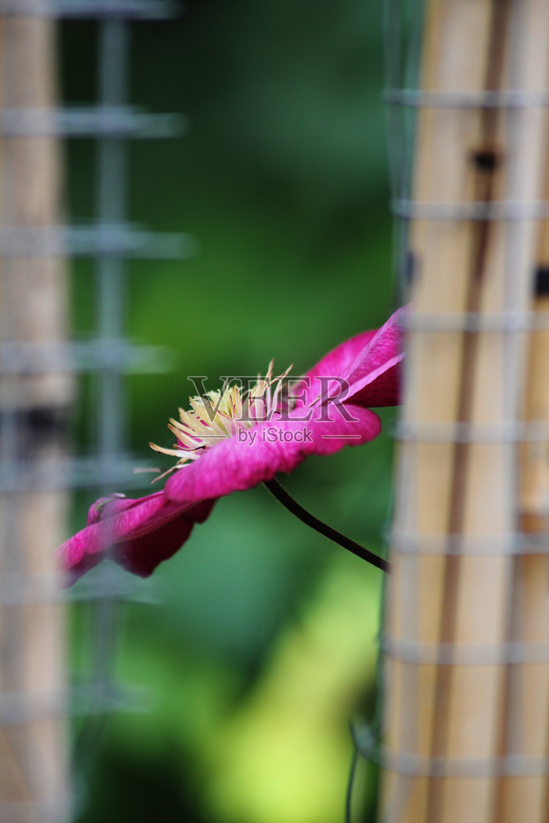 一株“里昂城”的铁线莲照片摄影图片