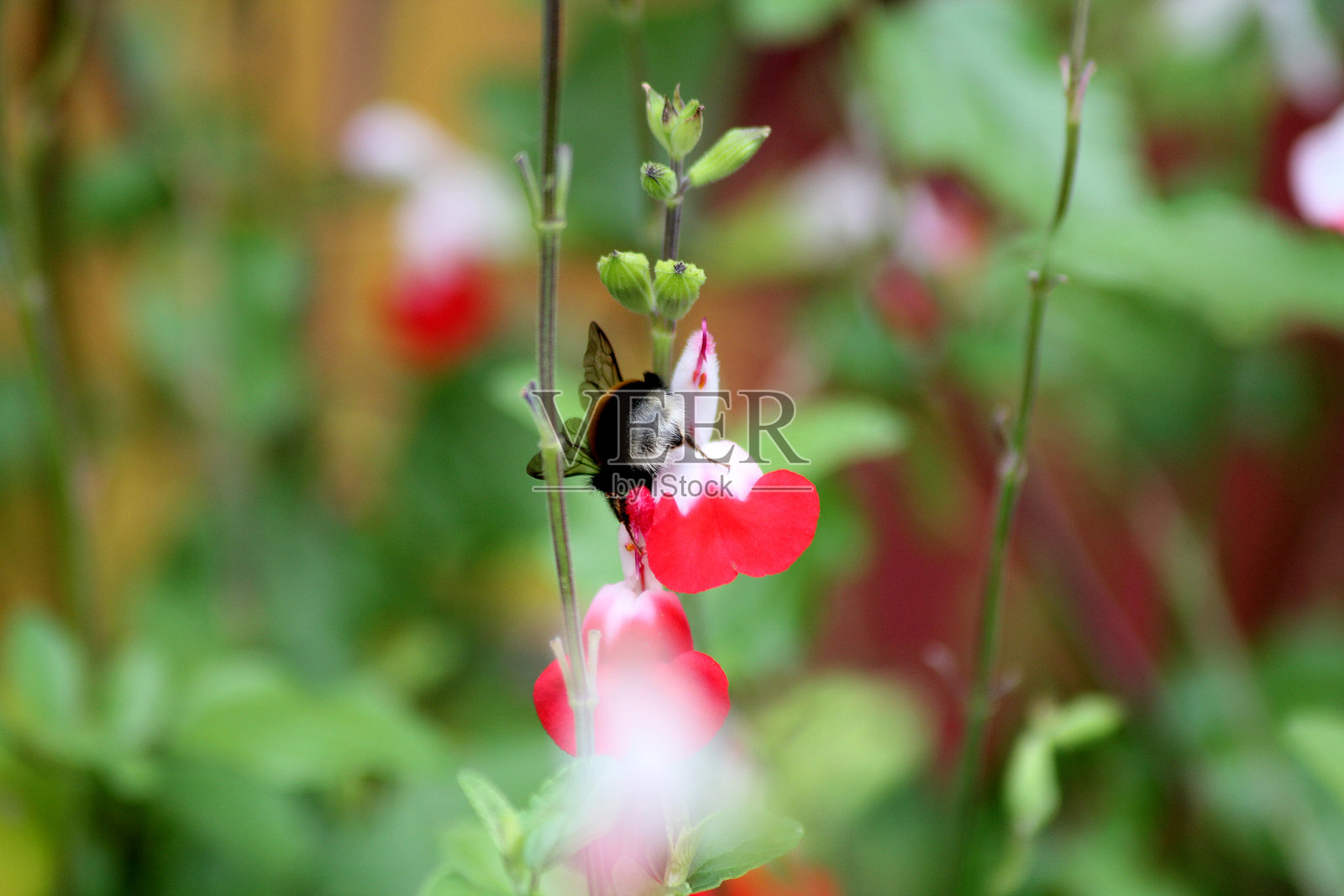 一只大黄蜂在花丛中攀爬照片摄影图片