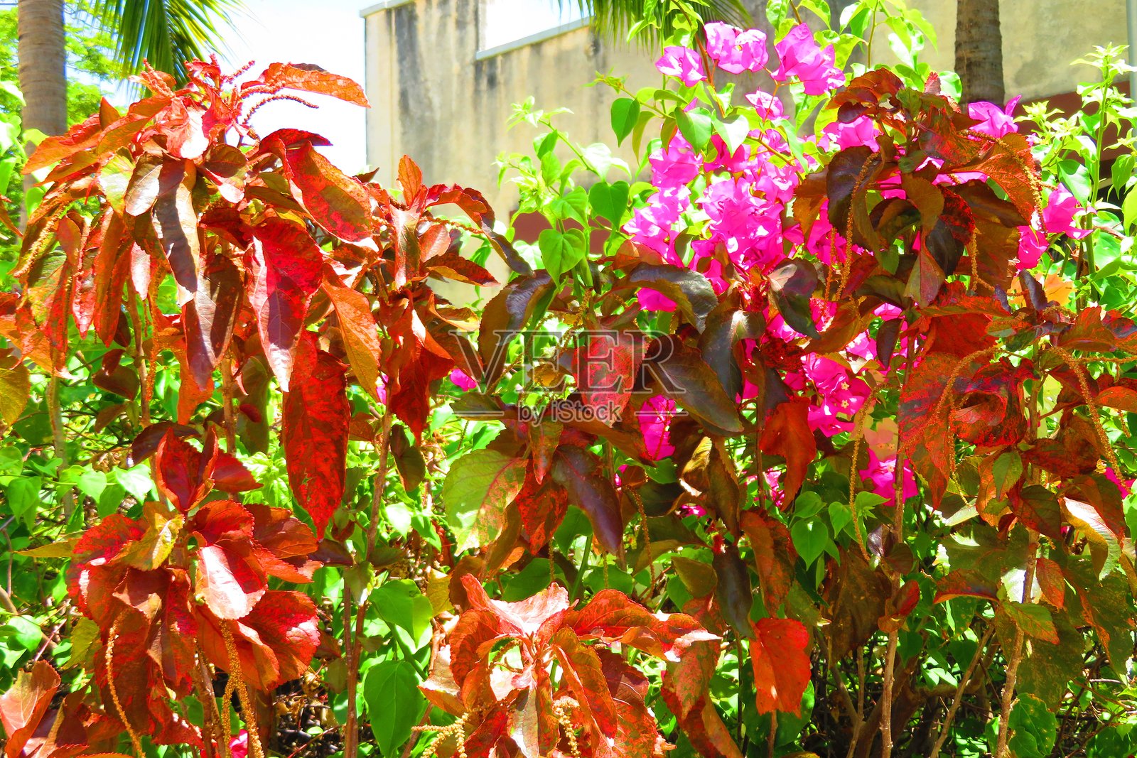 热带村照片摄影图片