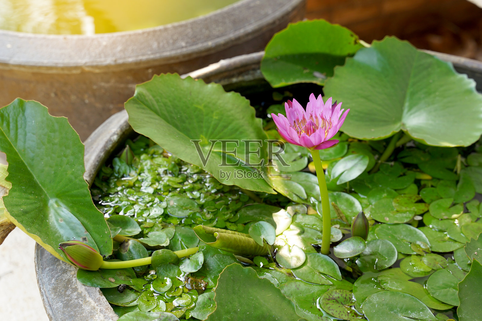 紫莲花栽在莲花盆里装饰地方、花园、房屋。柔和和选择性聚焦。照片摄影图片
