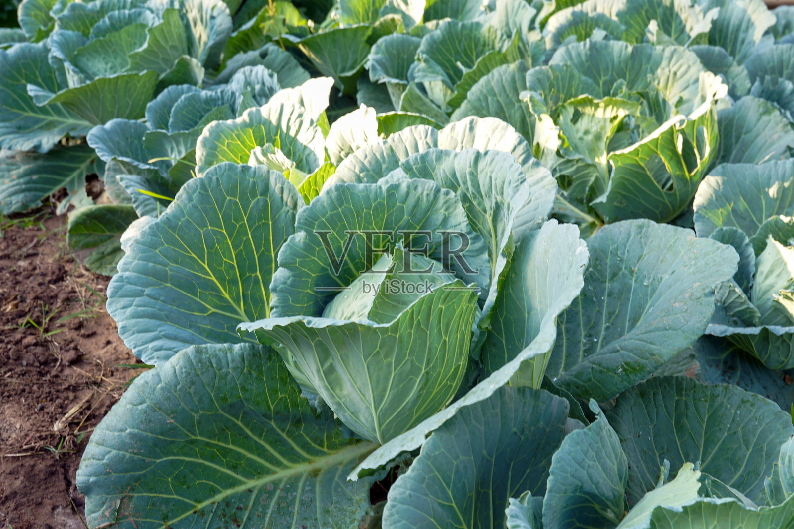 有机菜园里的卷心菜。它是一种富含膳食纤维的蔬菜。并含有对身体有益的维生素，可用来烹调各种菜肴。照片摄影图片