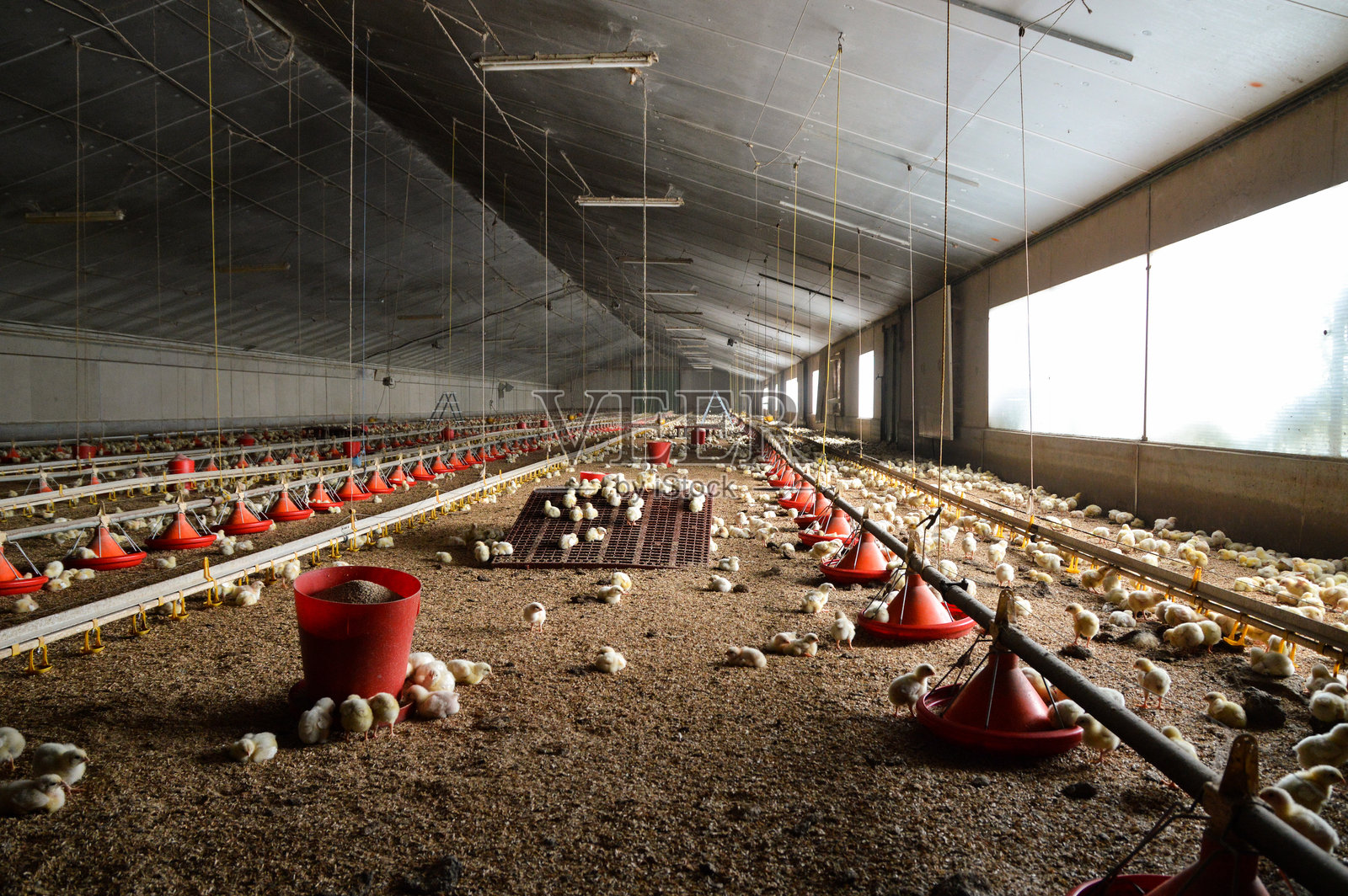 家禽饲养在室内肉鸡照片摄影图片