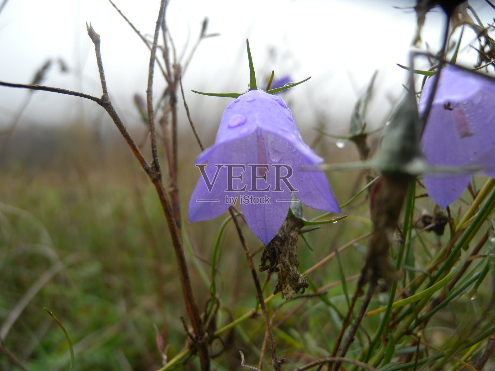 圆叶风铃(风铃草，苏格兰风铃草或风铃草)紫色的花与草地上的雨滴照片摄影图片
