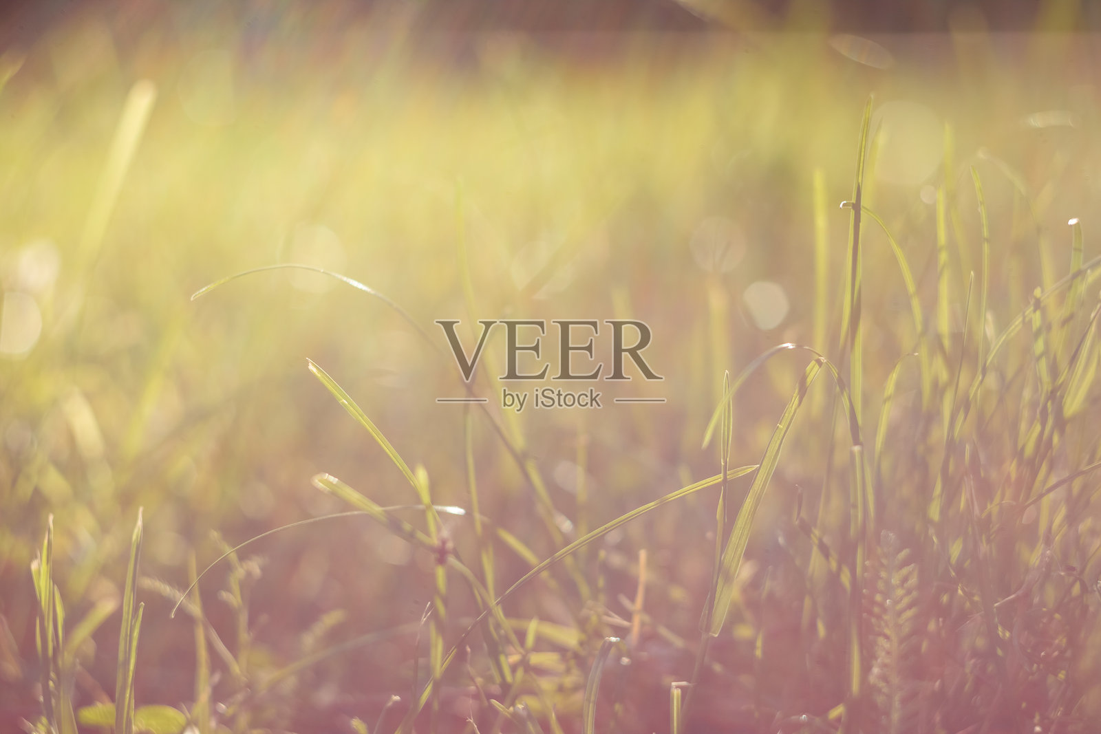 绿色的草在傍晚的阳光下用小景深的特写照片摄影图片