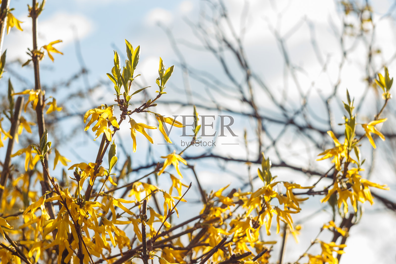 连翘丛花。照片摄影图片