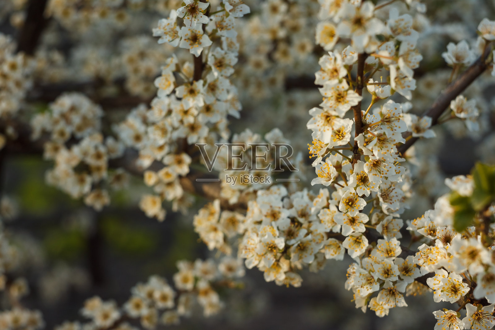 梅花在日落时被太阳照亮。照片摄影图片