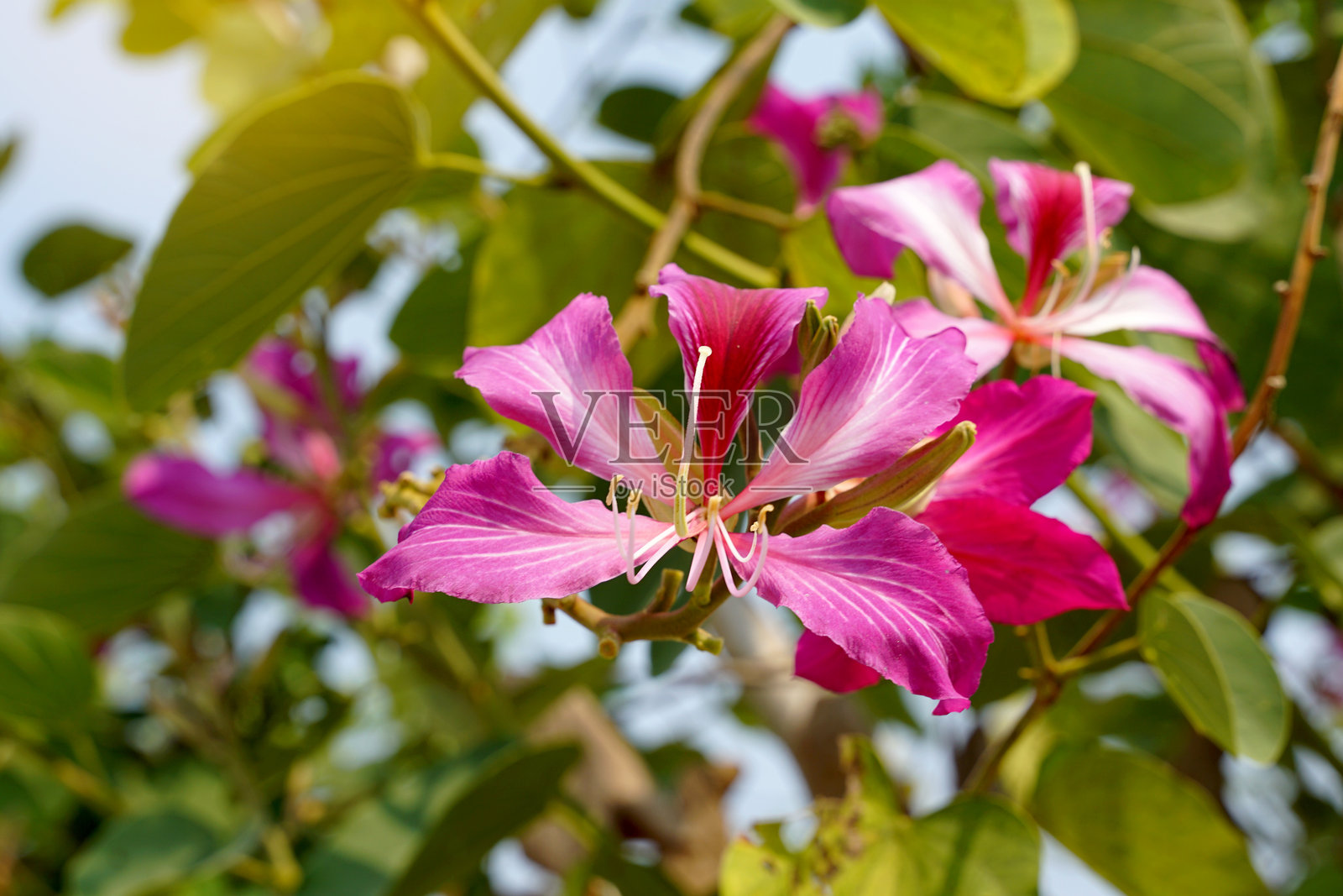 紫荆花是粉红色到洋红色的。这种花的外形与兰花相似。叶子是单一的，类似于心形。柔和和选择性聚焦。照片摄影图片