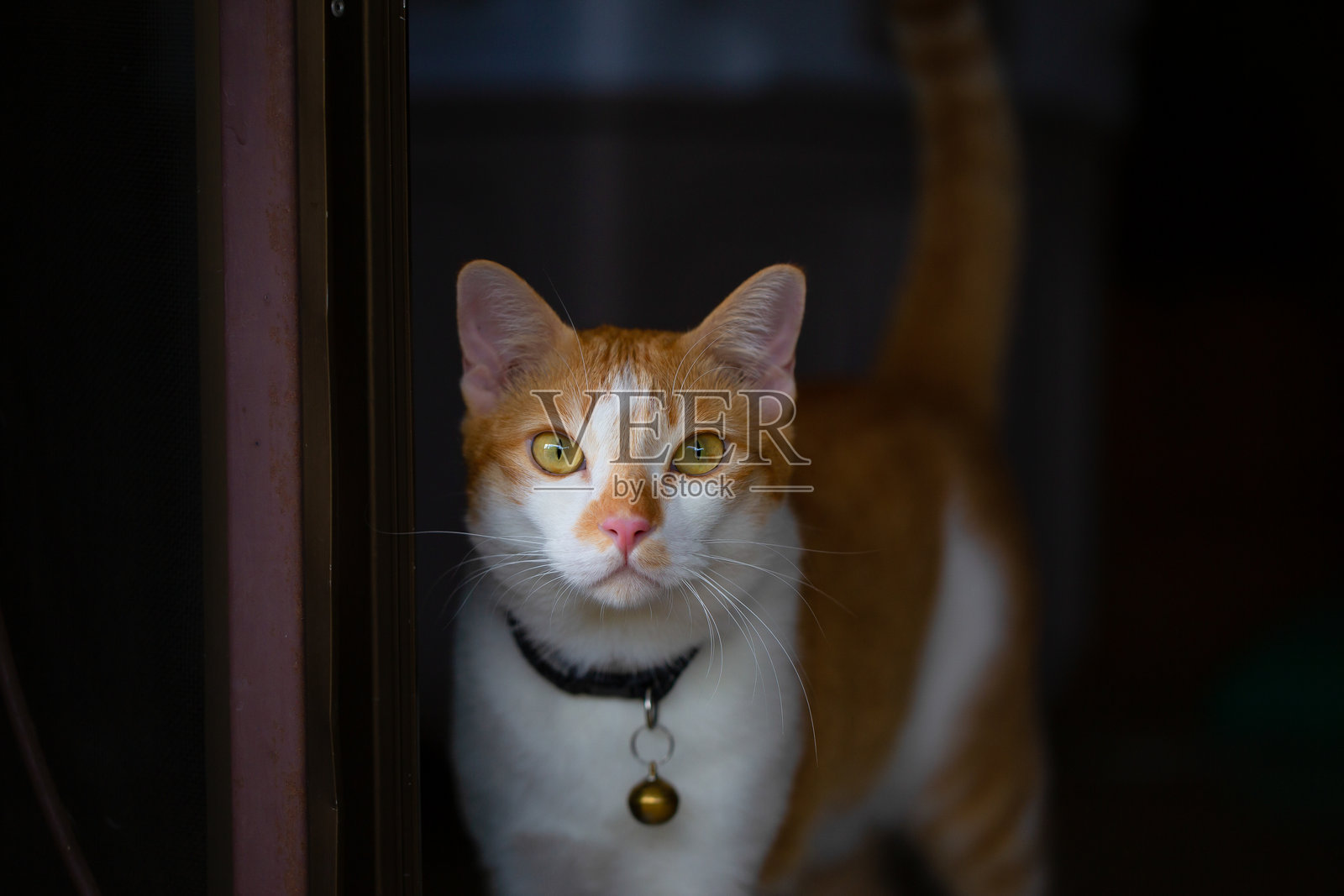 近距离观察橙姜宠物猫照片摄影图片