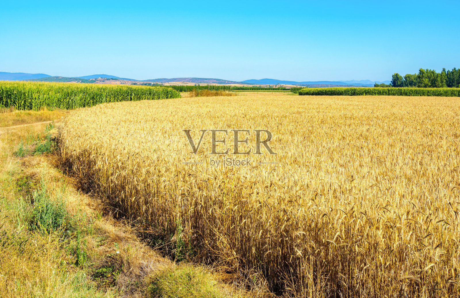 晴朗天空下金色的麦田。照片摄影图片