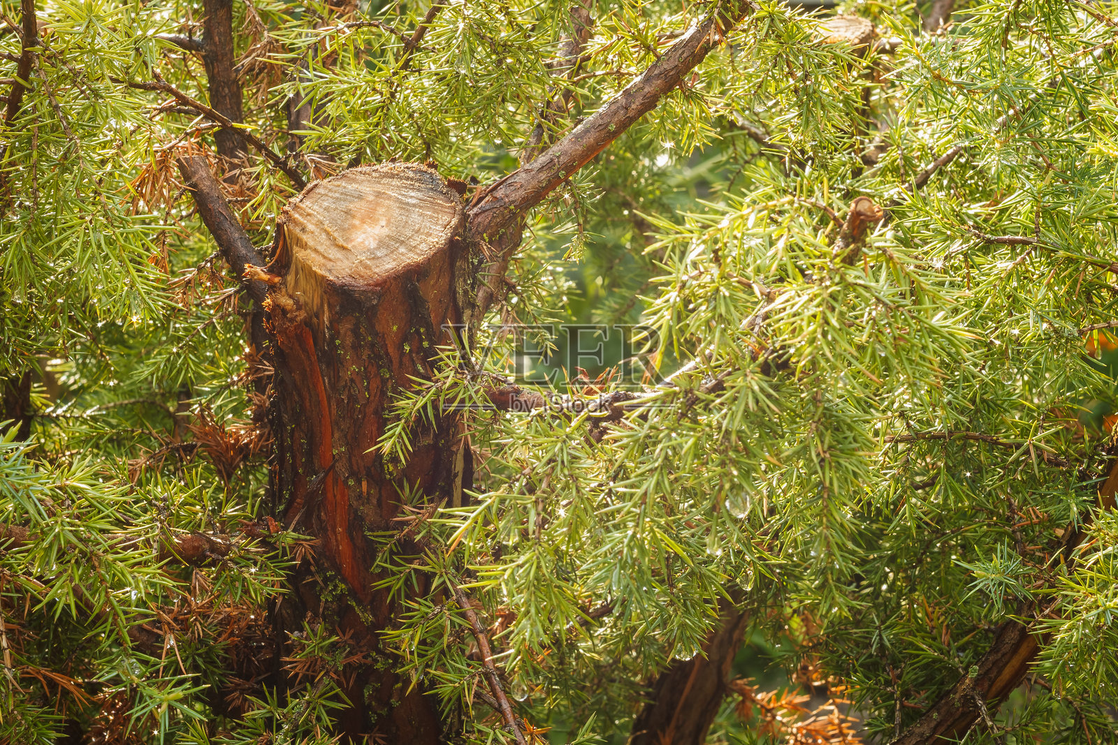 砍下的杜松的树干照片摄影图片